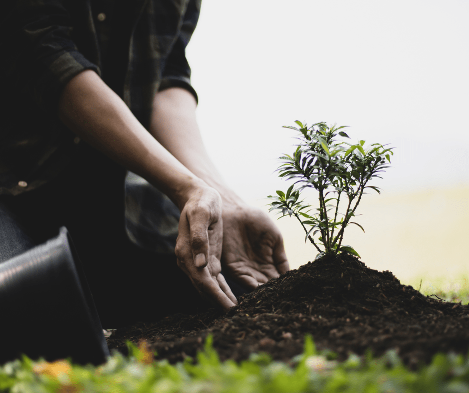 hands planting a tree